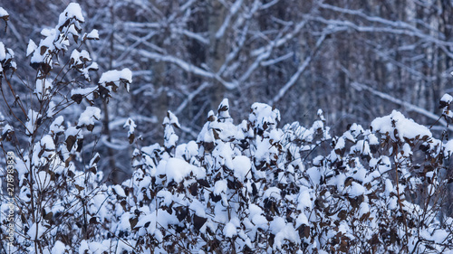 Russian winter abstract background with bush in snow, selective focus