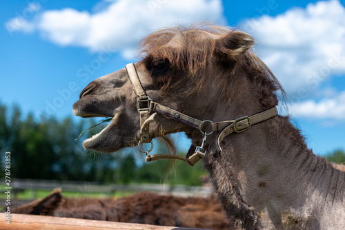 Camel eating grass in ecological farm © mdbildes