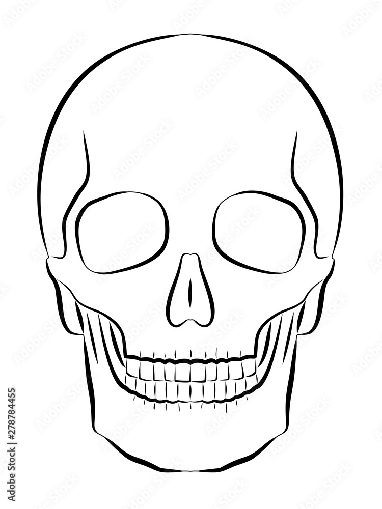 isolated illustration of a skull, vector draw