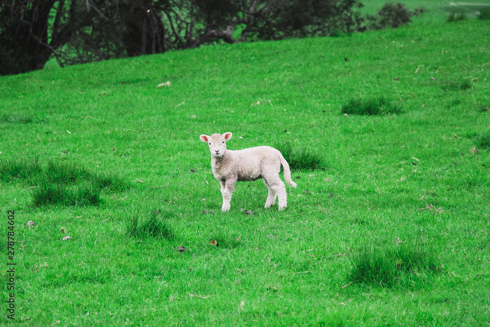 lamb on green grass lamb on green grass