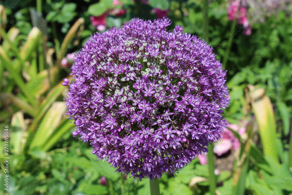 Obraz premium the round, blue blossom of the Allium