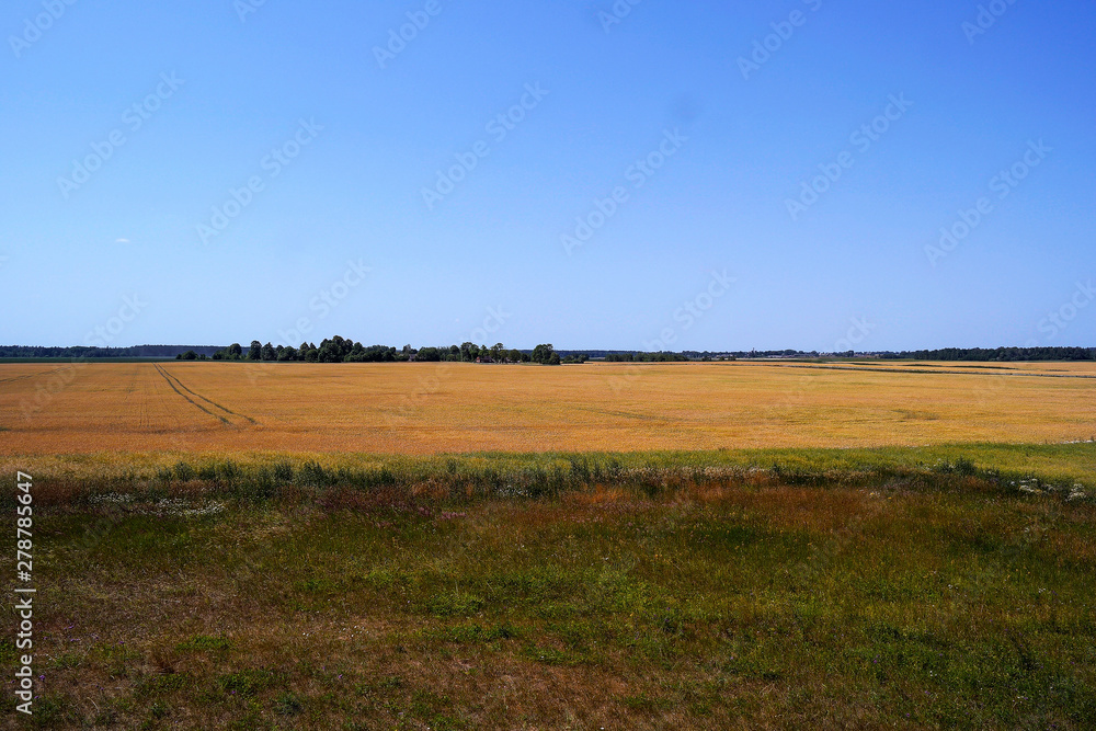 Beautiful panoramic view of a golden wheat field.