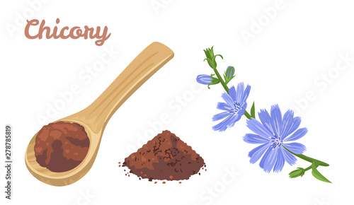 Chicory powder in wooden spoon isolated on white background. Vector illustration of flower chicory in cartoon flat simple style.