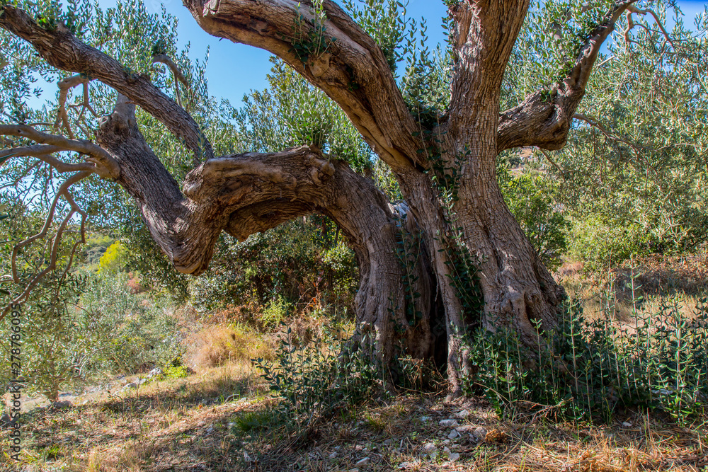 Ancient olive tree