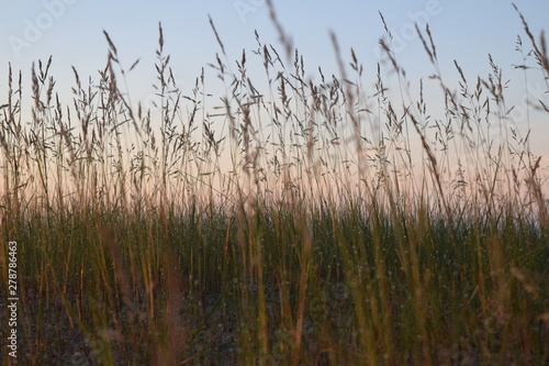 Grass meadow in sunrise