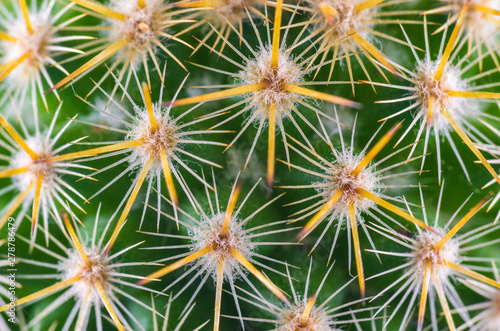 Macro on thorns of a small cactus