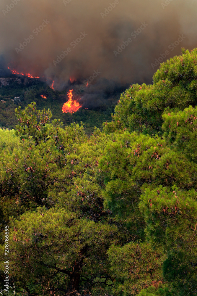 Fototapeta premium Wildfire