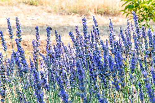 A bush of lavender flowers