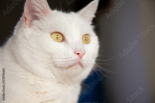 White cat cute . happy cat lovely comfortable . love to animals pet concept . © Nitiphonphat