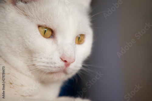 White cat cute . happy cat lovely comfortable . love to animals pet concept .