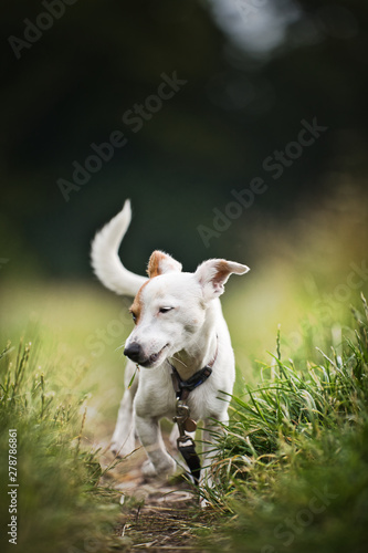 Fototapeta Naklejka Na Ścianę i Meble -  The Terrier