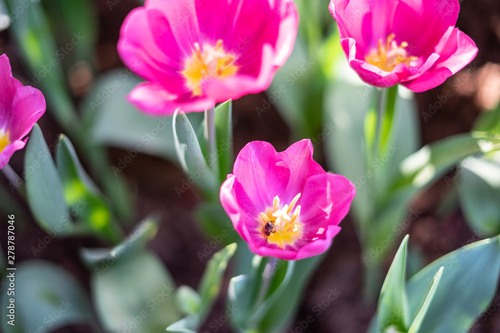 Fototapeta premium Colorful tulips field with a bee, vivid pink tulips with bright yellow tulips background. Tulip is the Netherlands' national flower. Tulip bulbs are a good substitute for onions in cooking.