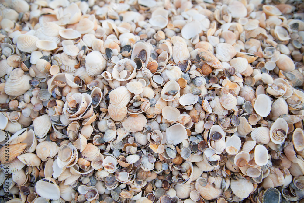 The texture of many small bright seashells on the coast. View from above The texture of many small bright seashells on the coast. View from above