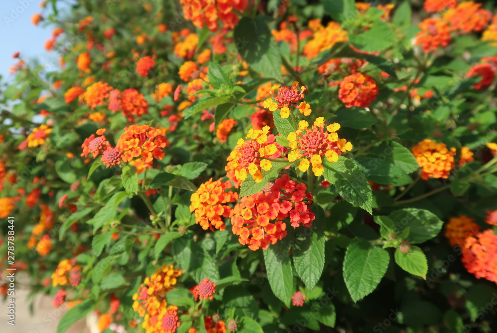 Orange lantana flowers in the garden Orange lantana flowers in the garden