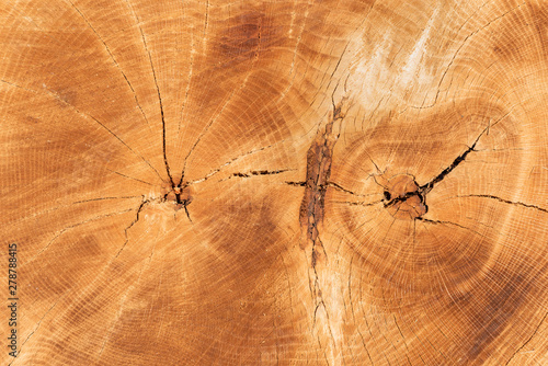 Cut Tree Texture