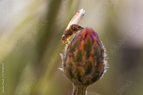 Fliege auf einer Kornblumenknospe