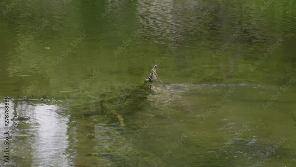 Static shot of water passing over a dead tree in a river. Static shot of water passing over a dead tree in a river.
