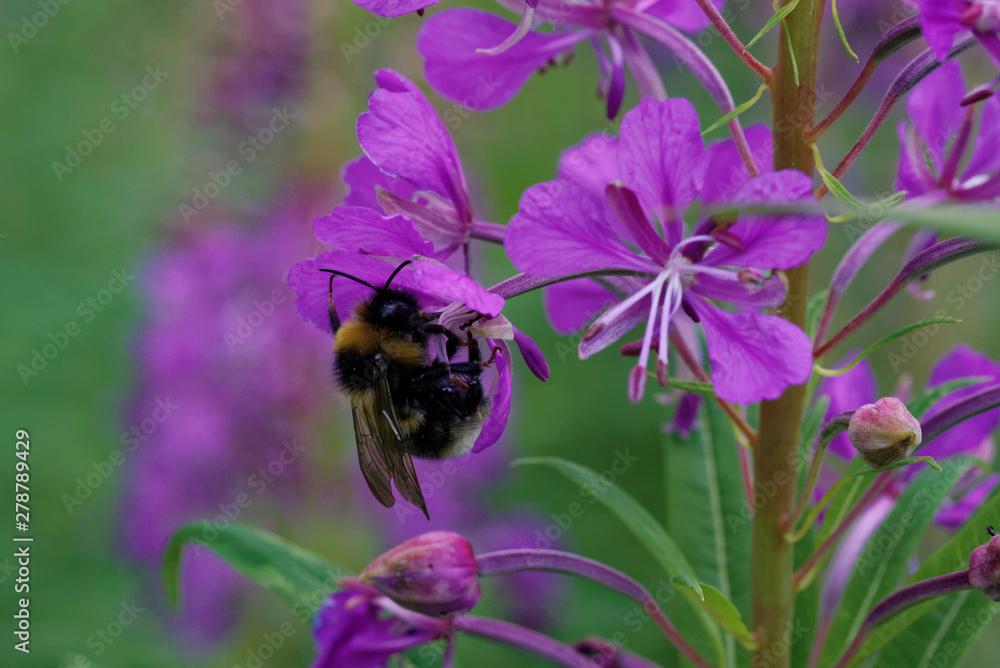 A bumblebee and Fireweed