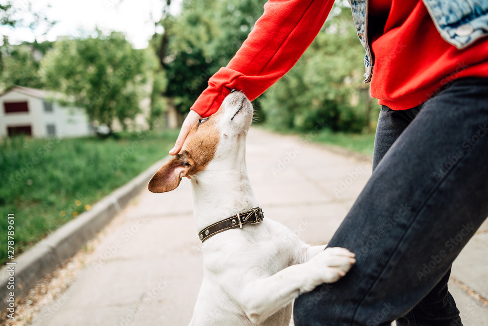 Obraz premium Jack Russell Terrier in the park outdoors, dog playing with man.