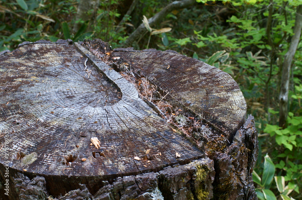 autumn, background, bark, brown, cut, dark, ecology, fantasy, field, foliage, forest, garden, grass, green, landscape, lawn, leaf, life, log, logging, material, moss, mountain, natural, nature, old, o autumn, background, bark, brown, cut, dark, ecology, fantasy, field, foliage, forest, garden, grass, green, landscape, lawn, leaf, life, log, logging, material, moss, mountain, natural, nature, old, o