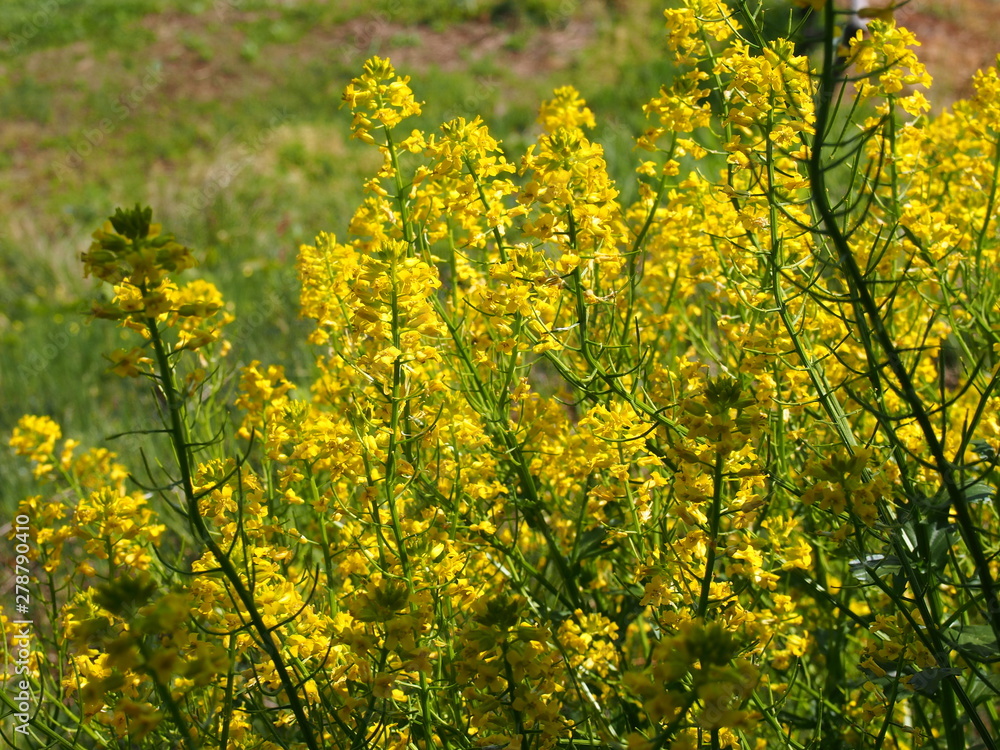 Rape blossom spring Small flower Rape blossom spring Small flower