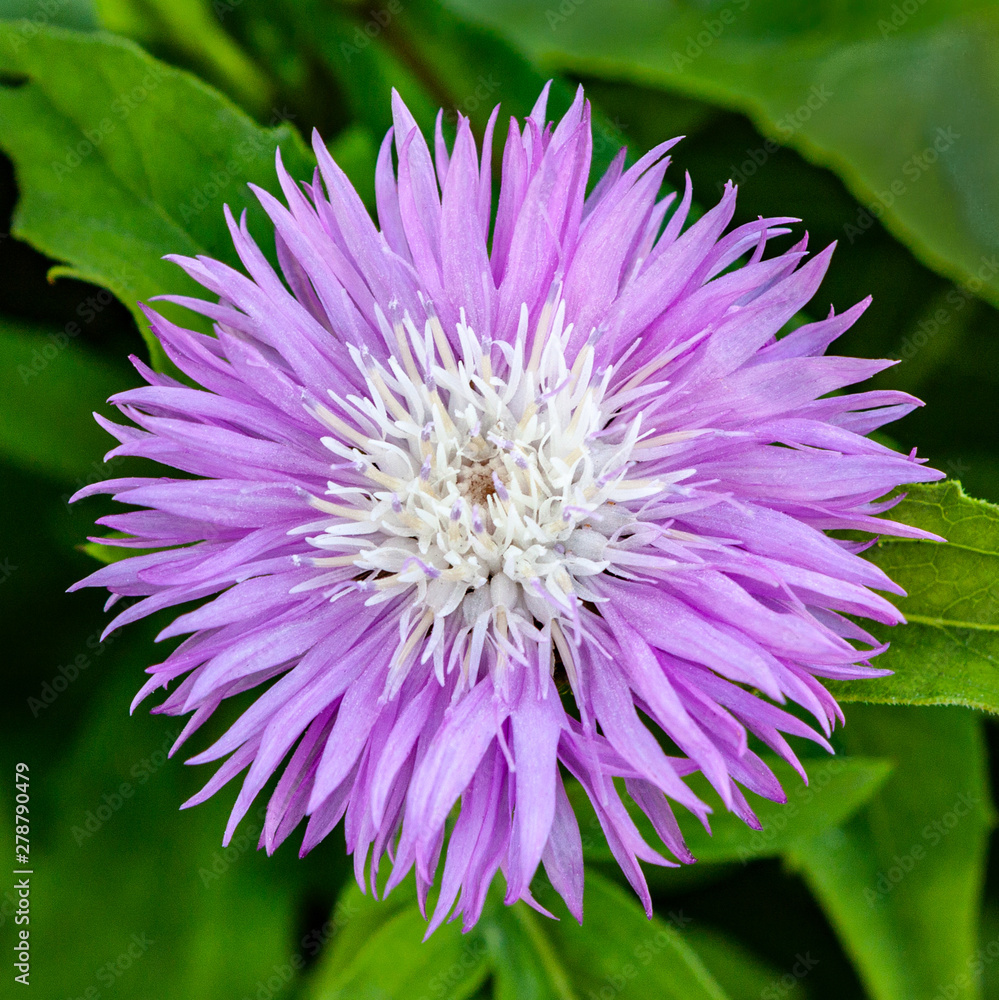 Beautiful lilac flower Cornflower Amberboa Musk. Latin name is Amberboa Beautiful lilac flower Cornflower Amberboa Musk. Latin name is Amberboa