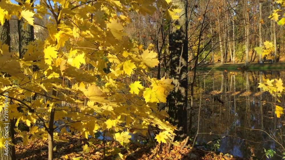 Golden yellow maple leaves moving in the wind near pond in autumn park Golden yellow maple leaves moving in the wind near pond in autumn park