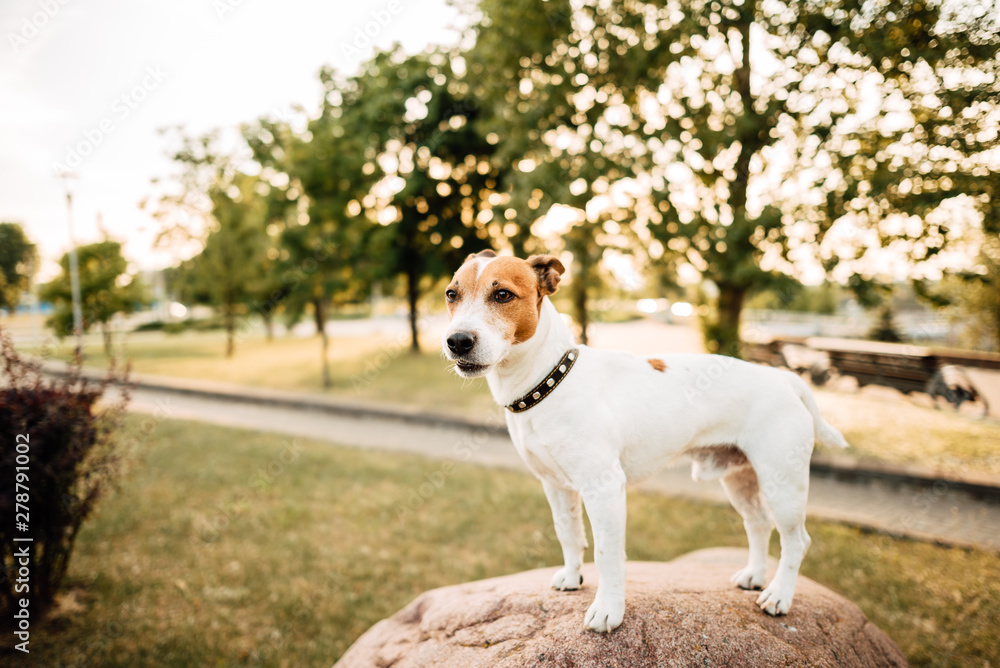 Portrait of Jack Russell Terrier. The dog plays in the summer outdoors in the park. Pet in summer