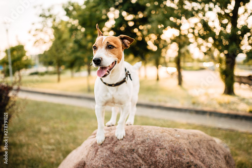 Portrait of Jack Russell Terrier. The dog plays in the summer outdoors in the park. Pet in summer