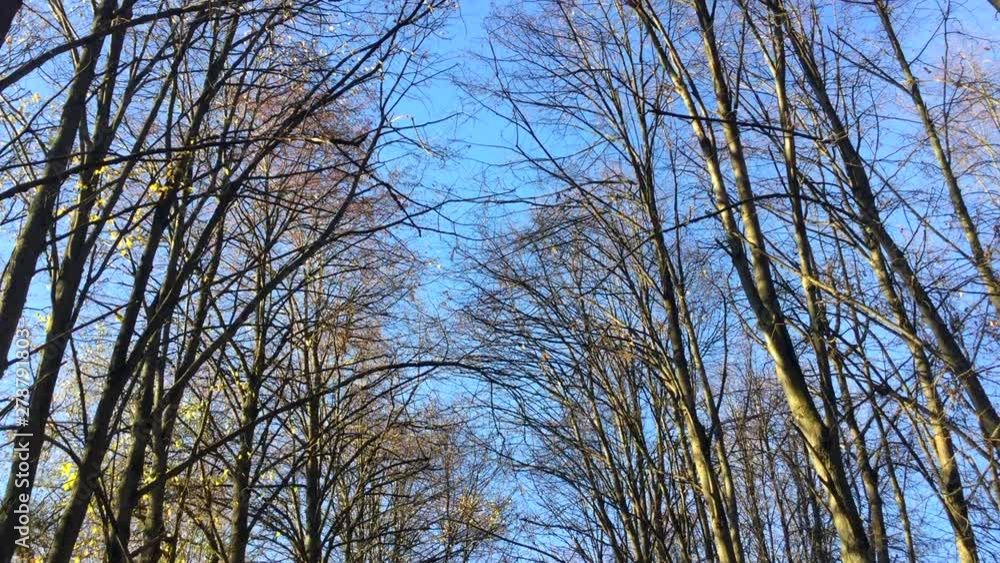Crowns of lined up poplar trees with naked branches against clear blue sky in autumn park. Tilt up shot Crowns of lined up poplar trees with naked branches against clear blue sky in autumn park. Tilt up shot