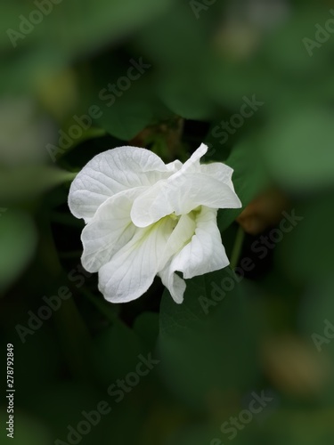 Beautiful white pea flowers or Butterfly pea (Clitoria ternatea L.) on a blurred green background, dry flower use to be herbal tea.