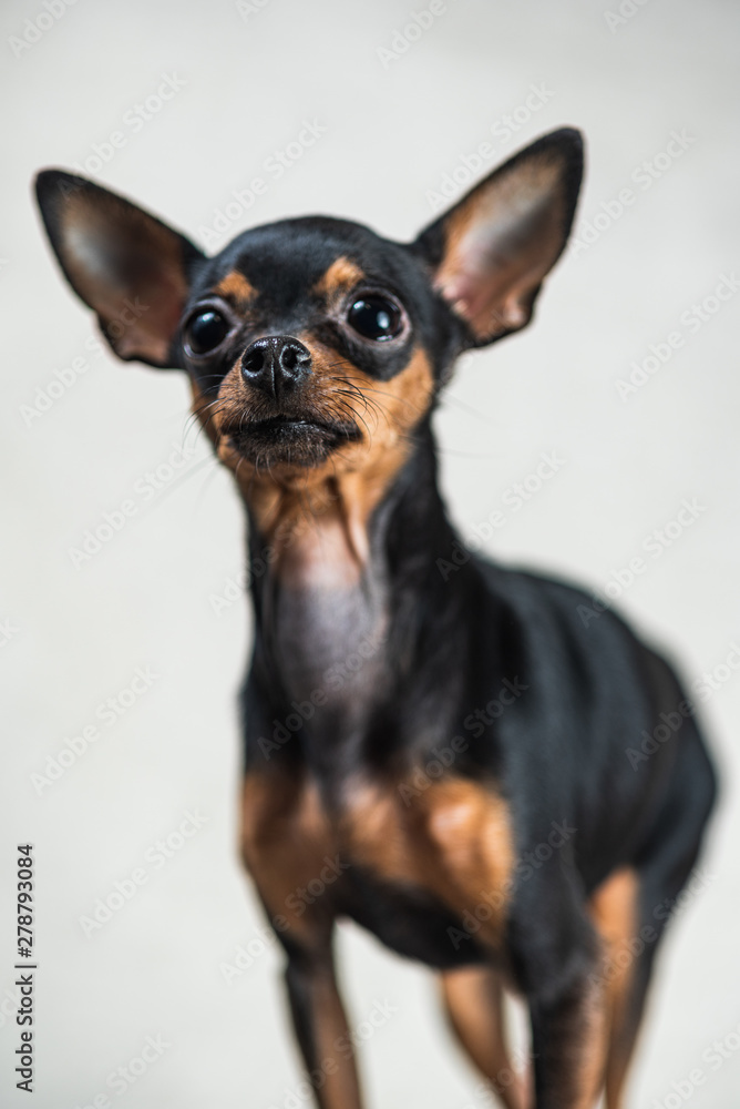 Portrait of a toy terrier in the studio on a gray background. - obrazy, fototapety, plakaty 