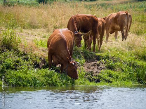 cows in a field