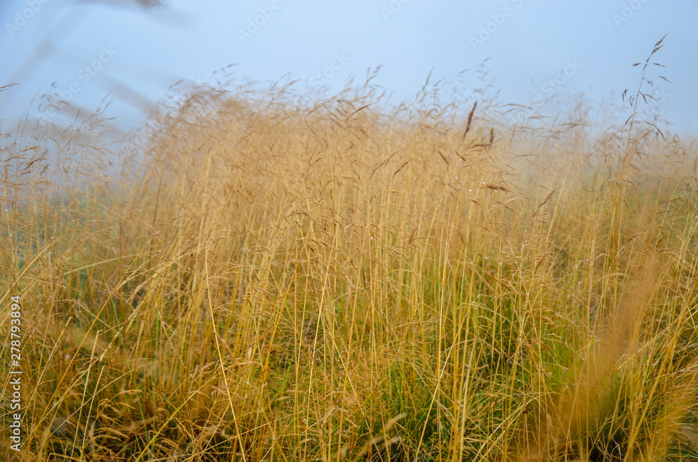 Fototapeta premium Morning dew in the grass dry field with dew drop.