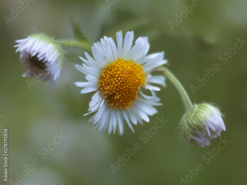 white daisy in nature macro