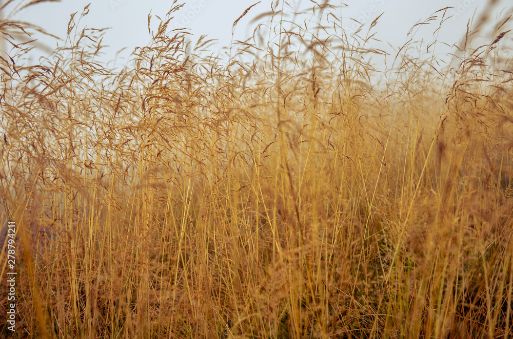 Fototapeta premium Morning dew in the grass dry field with dew drop.