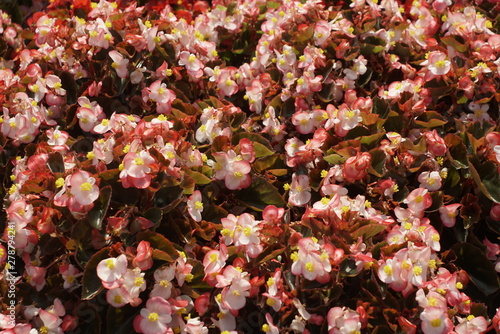 flowerbed with pink flowers close up photo