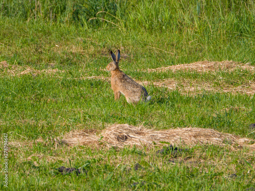 hare in grass