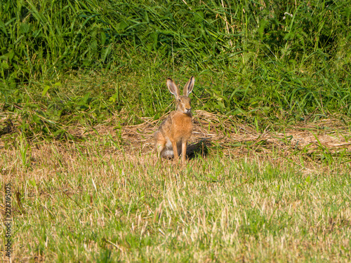hare in grass
