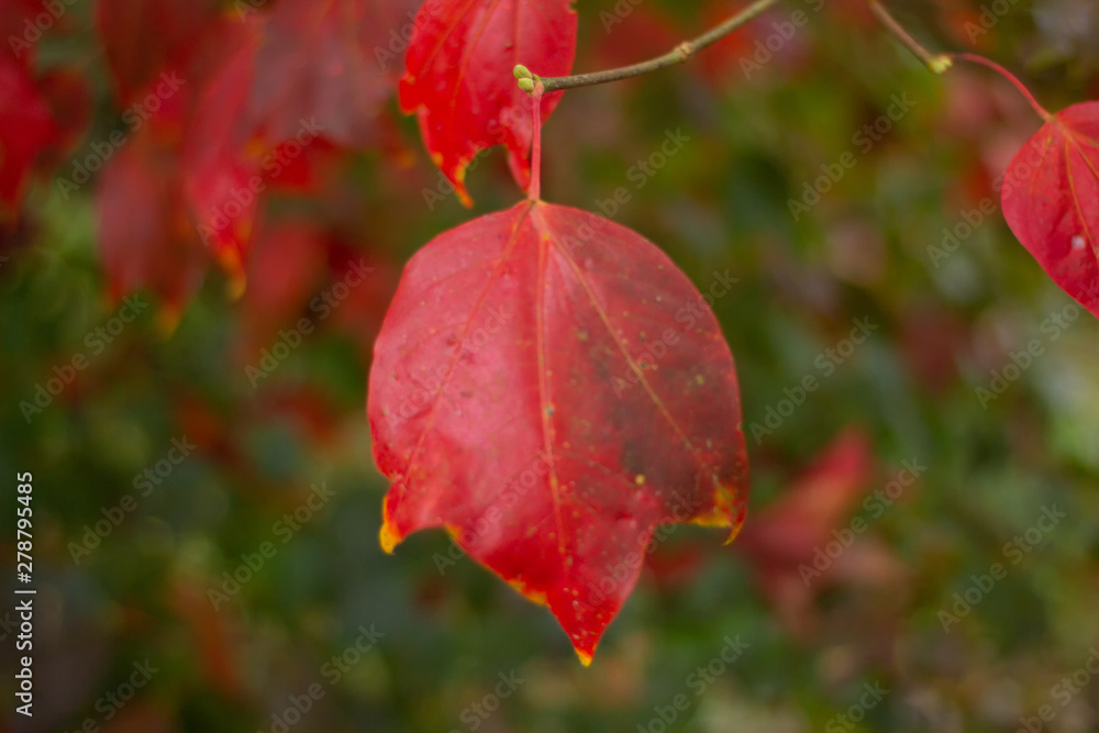 Obraz premium Selective focus Beautiful red maple leaf on autumn season, Maple leaves with blur background