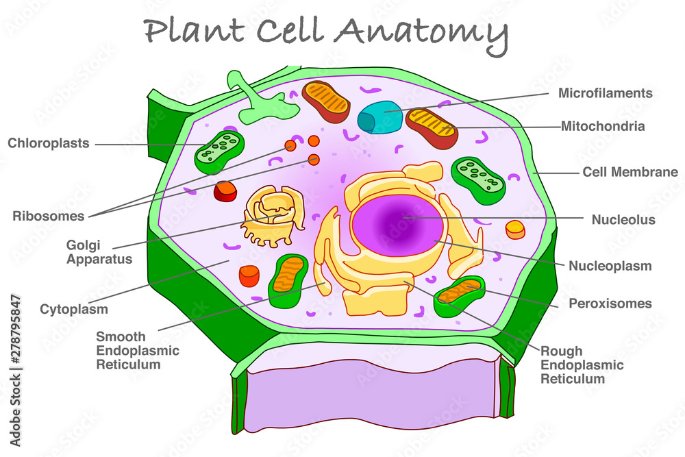 Plant Cell Anatomy Diagram Section Explanation Plant Cell Parts Plant Cell Anatomy Diagram Section Explanation Plant Cell Parts