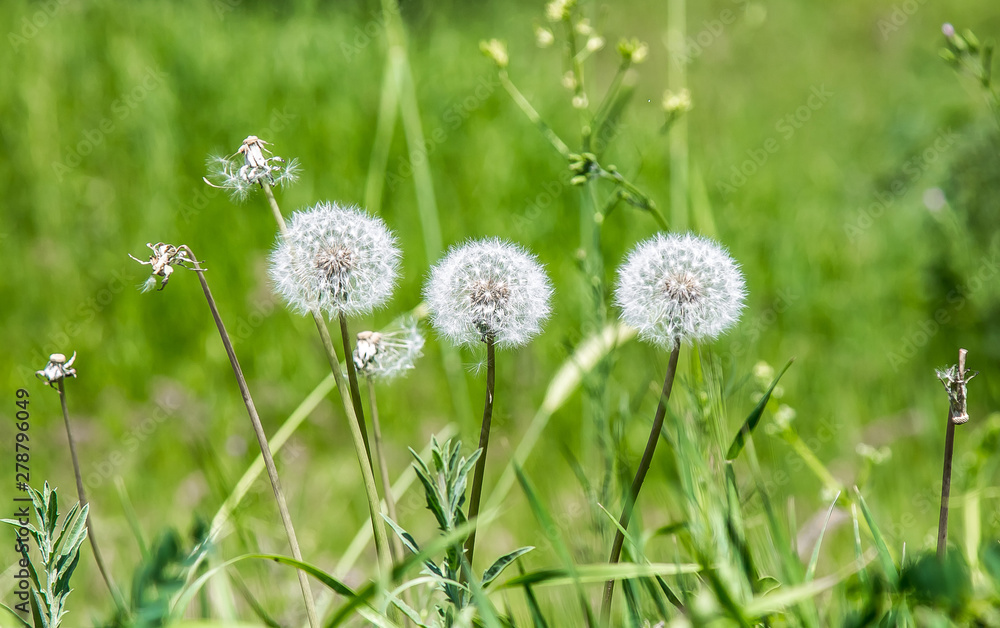 Dandelions flowers in green grass landscape Dandelions flowers in green grass landscape