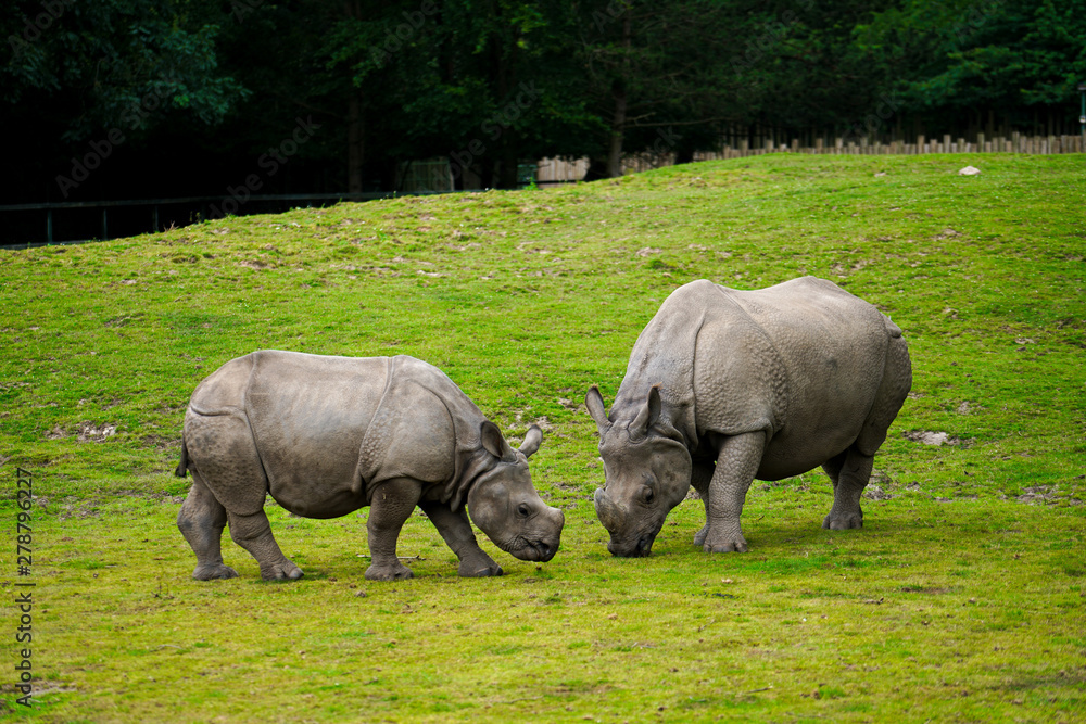 Obraz premium grazing rhinos