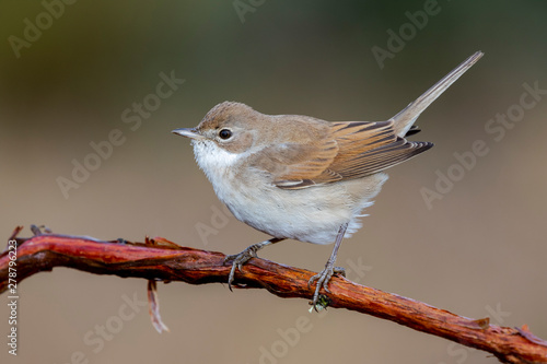 White Throat (Sylvia communis) perched on a branch in the wild nature. photo