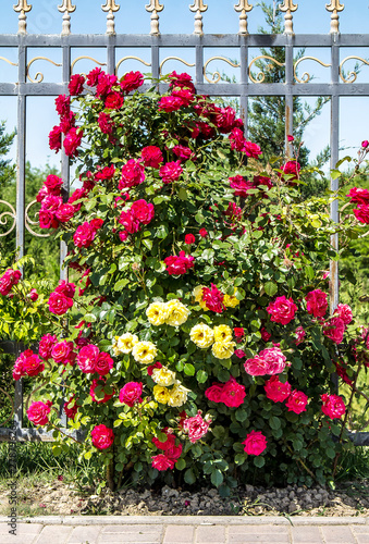 Rose bushes along the fence in nature in spring