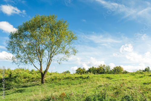 tree on the grassy hillside in early autumn. beautiful scenery at high noon. fluffy clouds on the sky