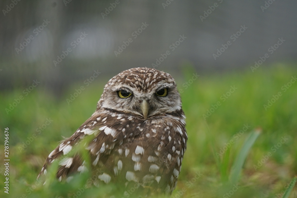 Burrowing Owl Burrowing Owl