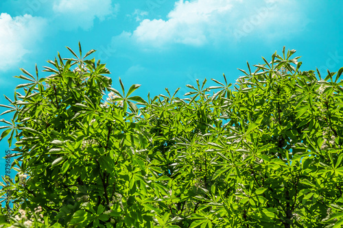 Green leaves of a chestnut tree against the sky