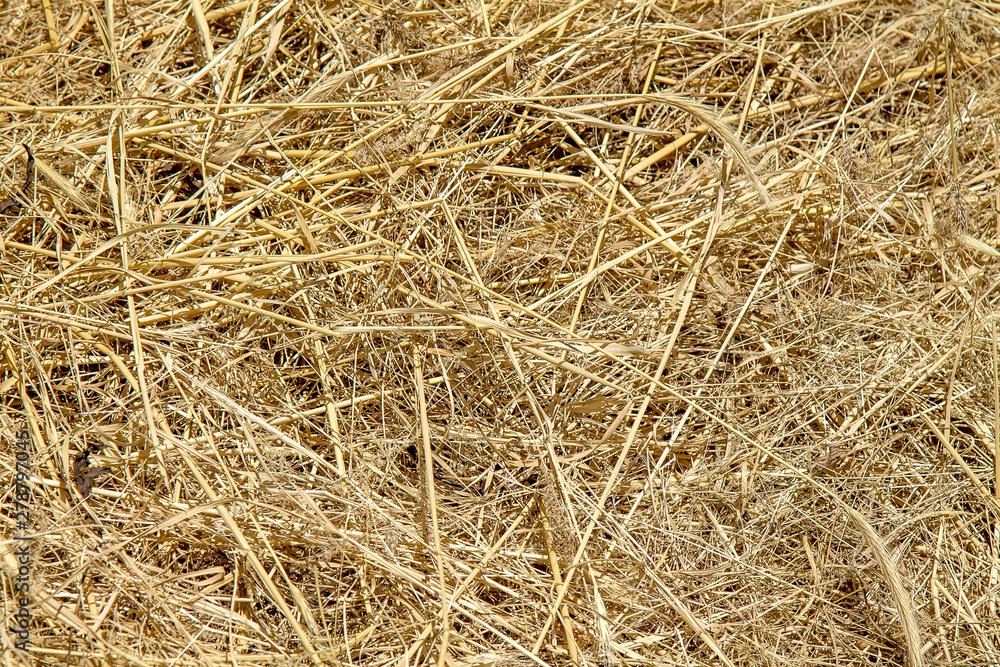 Dry hay as an abstract background Dry hay as an abstract background