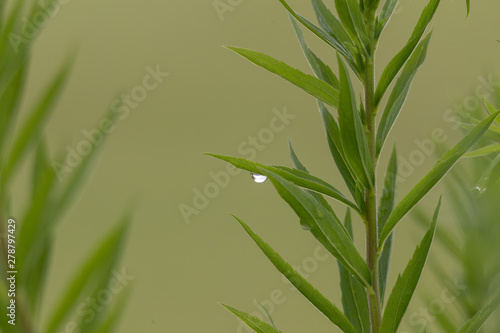 a single raindrop glistens on the leaves of a plant